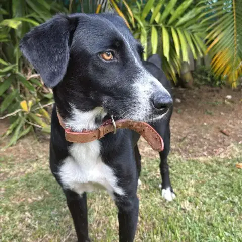 Tiana