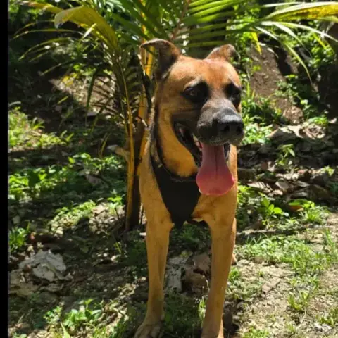 Karamelo