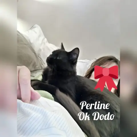 Perline photo 2