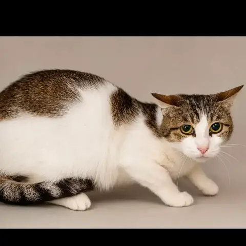 Tabby Et Shiva photo 2