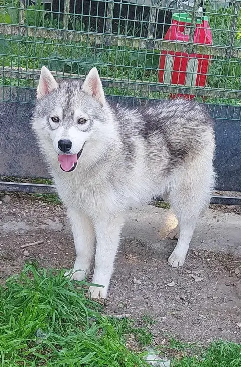 Husky photo 2