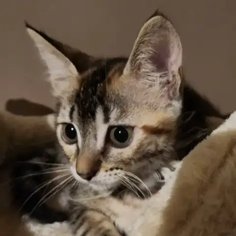 Bianca
