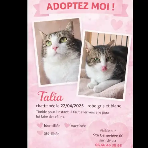 Talia