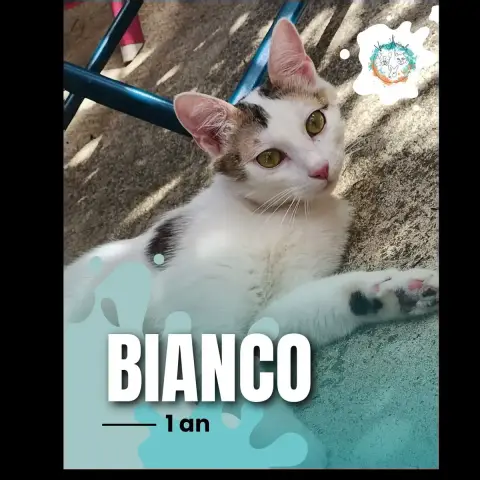 Bianco