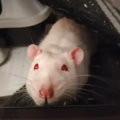 Bob