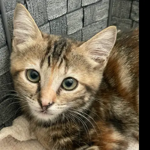 Aiyana