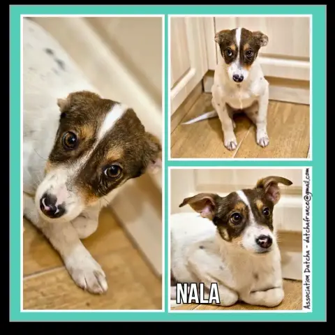 Nala