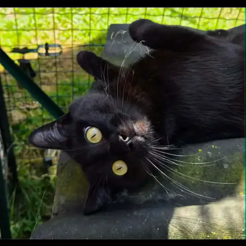 Blacky photo 2