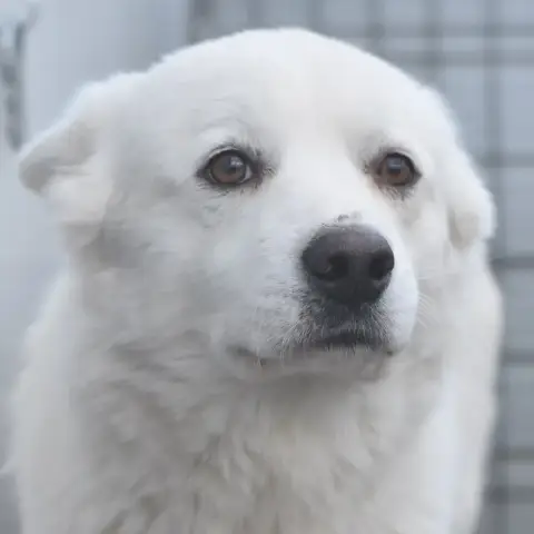 Shiro