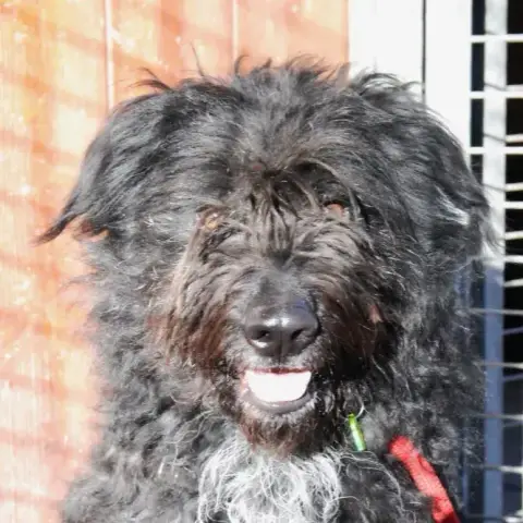 Rona photo 2