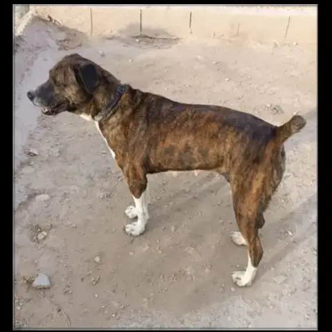 Ambra