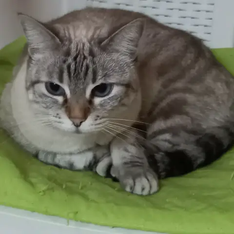 Orphee