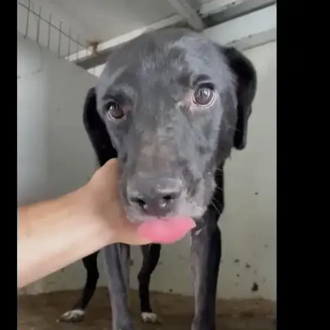Victor