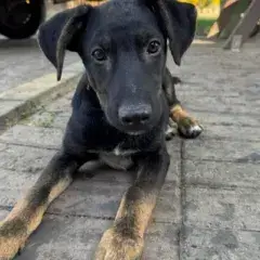 Samba photo 3