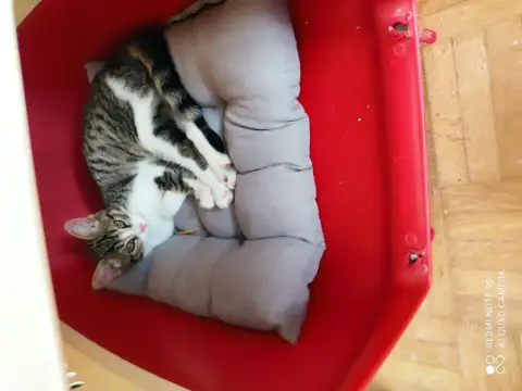 Taïga