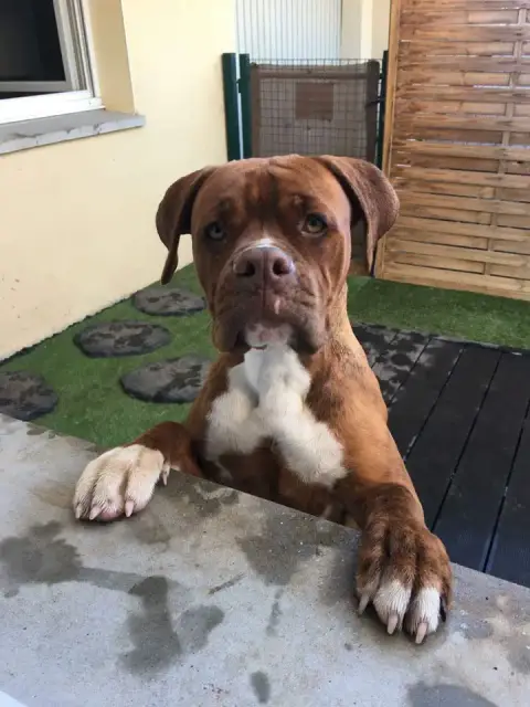 Zena