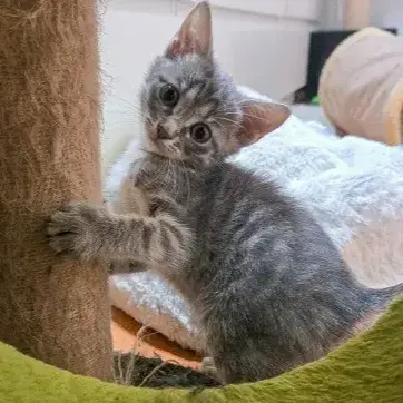 Biscuit