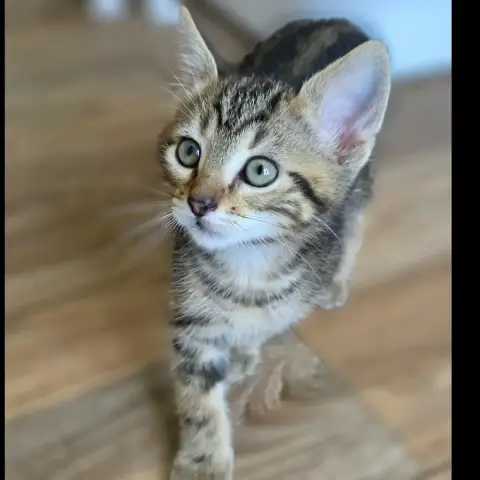 Néo