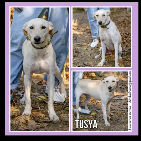 Tusya
