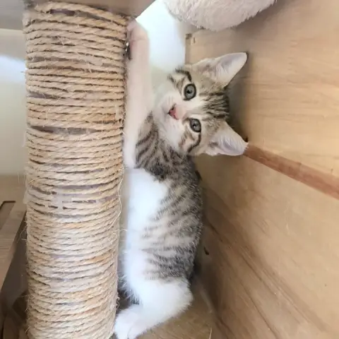 Baya
