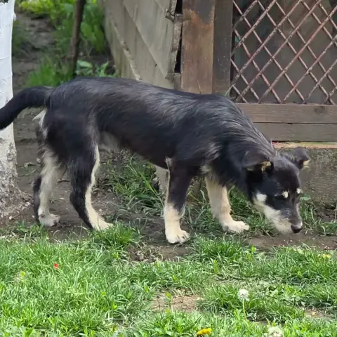 Zorro photo 3
