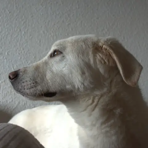 Merlin photo 2