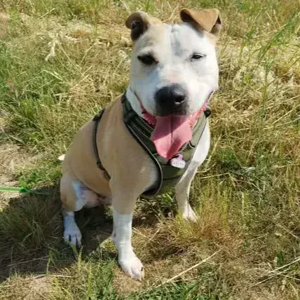 Laika
