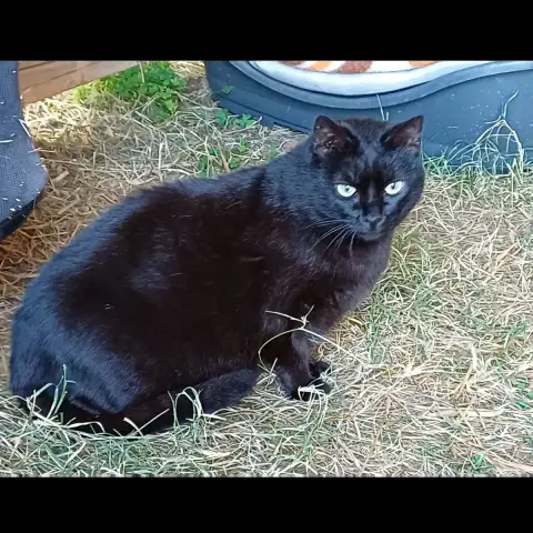 Cachou