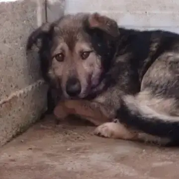 Timba