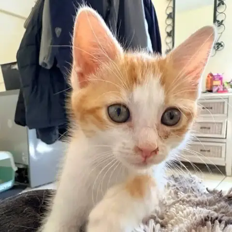 Suki photo 2