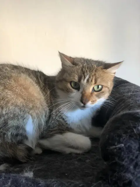 Ella