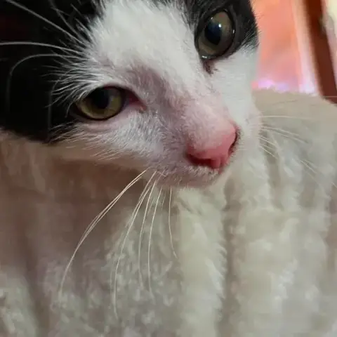 Bilbo photo 3