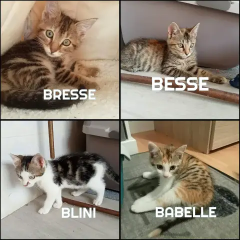 Fraterie De 4