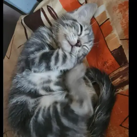 Zeus photo 2