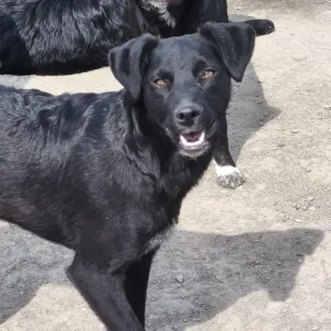 Marlo