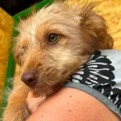 Simba