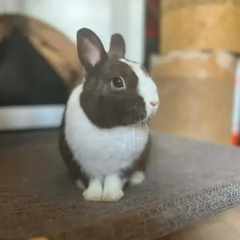 Alfred