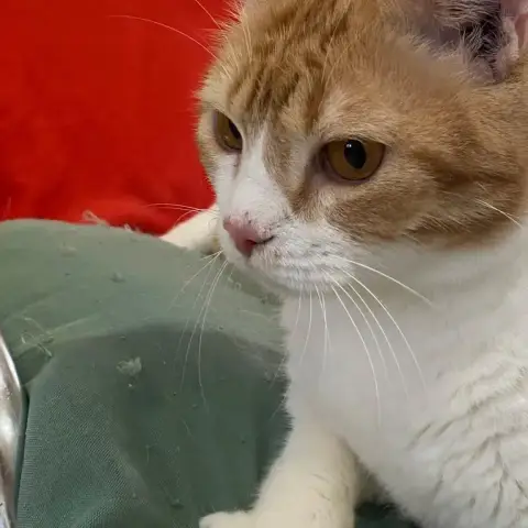 ✨️ Machu ✨️ 🐱 photo 2