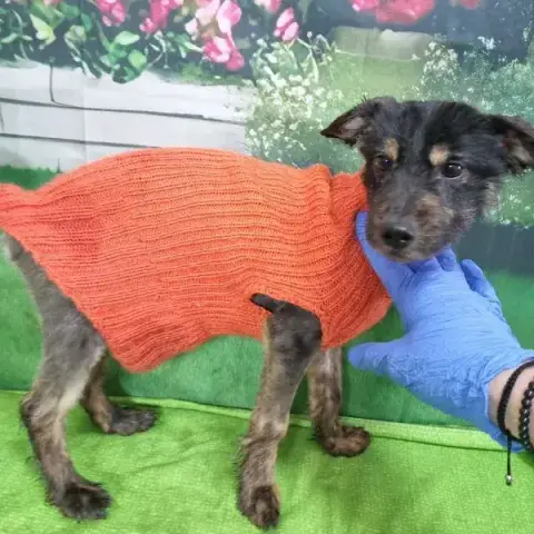 Tiksy