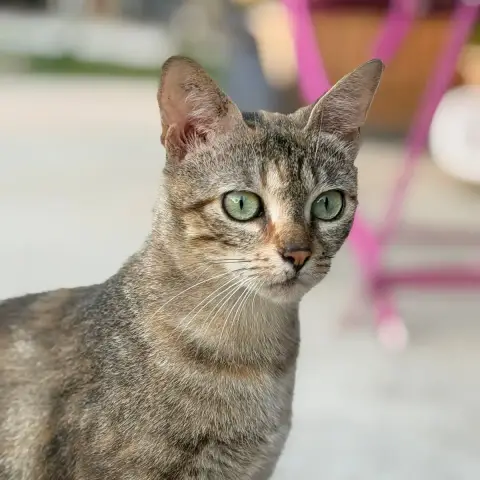 Esmée