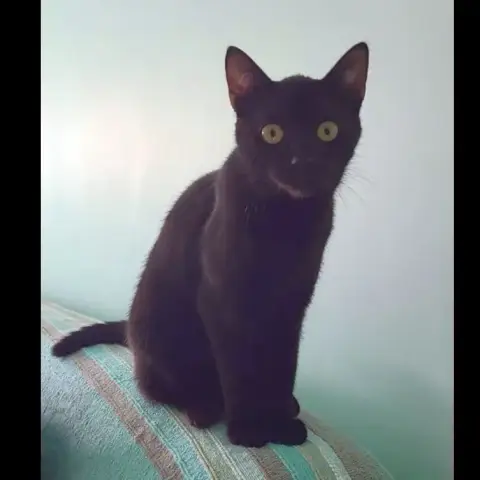 Phoeby
