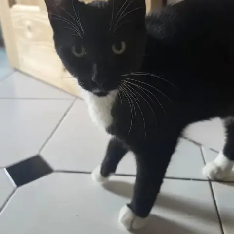 Sultan