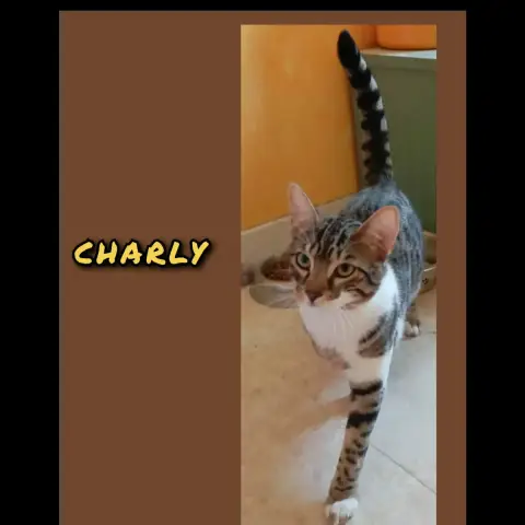 Charly