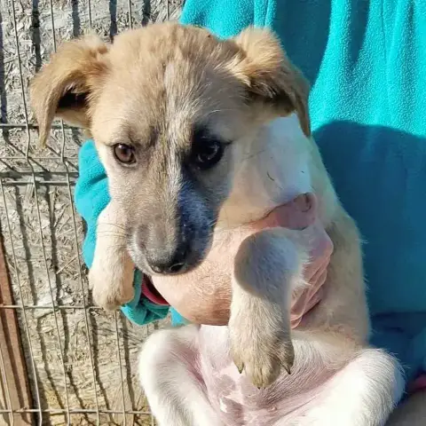 Mélie