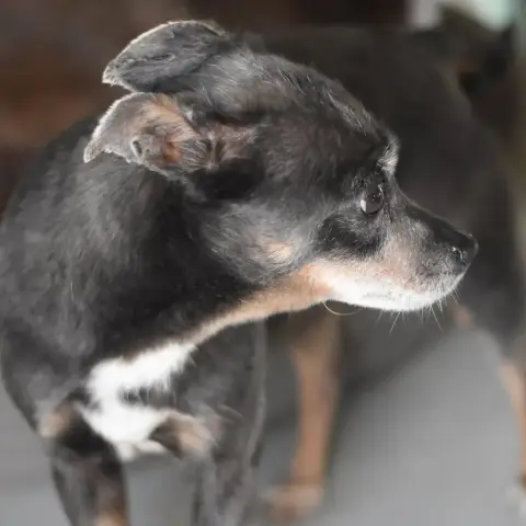 Roxie