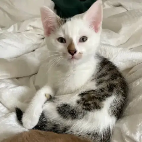 Boris