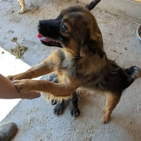Tini