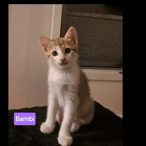 Bambi