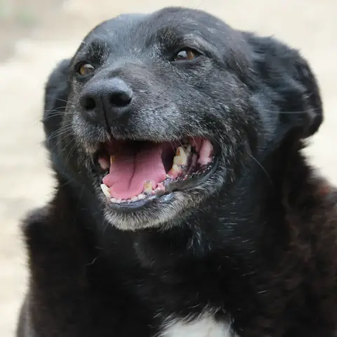 Tonka