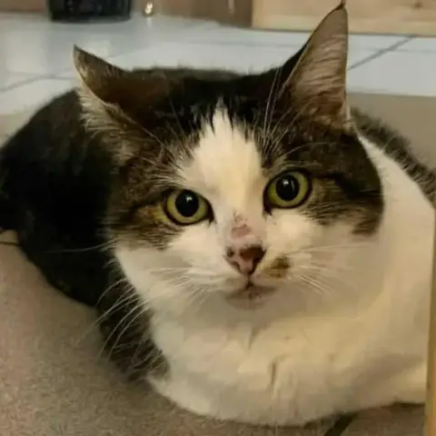 Patoune